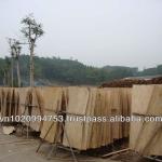 1.4mm Natural Poplar Rotary Cut Core Veneer