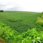 agriculture land for farming