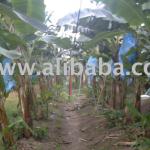 Banana Plantation