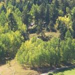 Colorado Forest