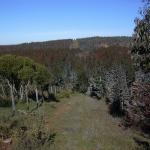 Forest for sale in Chile