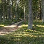 Forest for sale in Latvia