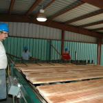 North American White Ash Timber Lumber