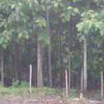 plantation of teak wood with 15,000 trees QUALITY GRADE: A