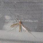 plastical coated fiberglass insect screen fiberglass window screen