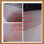 Poplar plywood manufacturer ,plywood sheet, shuttering plywood GT