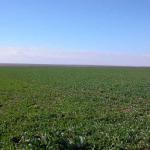 Thousand Hectares Of Farm Land In Romania Farmland