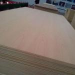 Ukranian beech wood 03