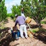 Vineyard Mendoza