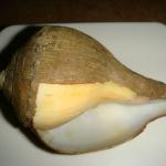 Volumpuri Shanku, conch shells